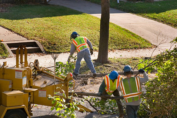 How Our Tree Care Process Works  in  Hagerstown, IN